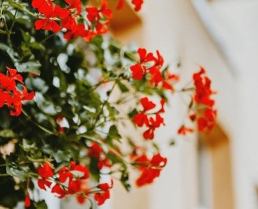 Balkon, któremu nie straszny wiatr: rośliny odporne i sprytne patenty