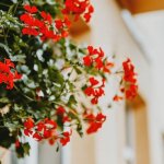 Balkon, któremu nie straszny wiatr: rośliny odporne i sprytne patenty